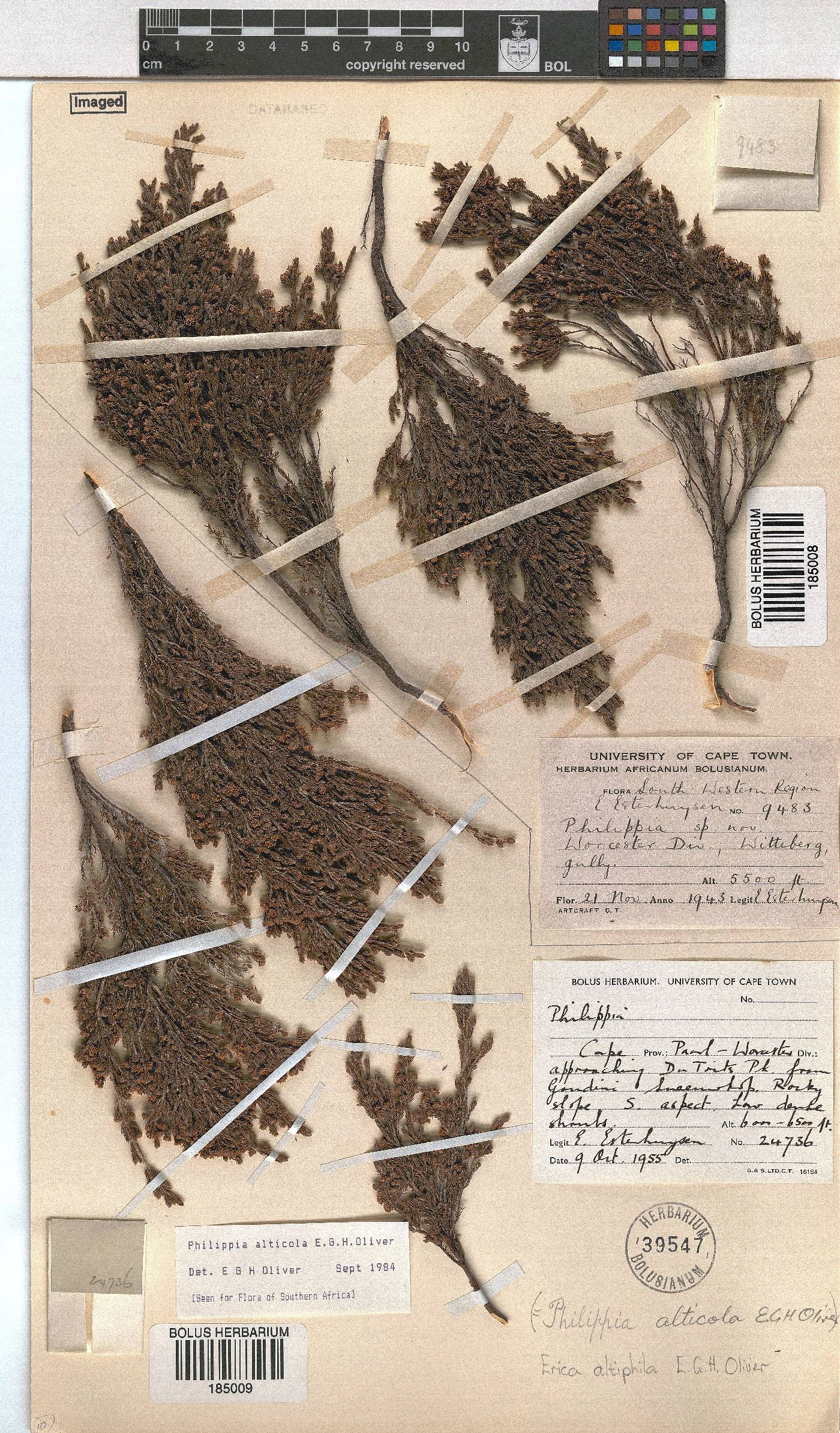 Erica altiphila image