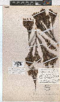 Erica altiphila image