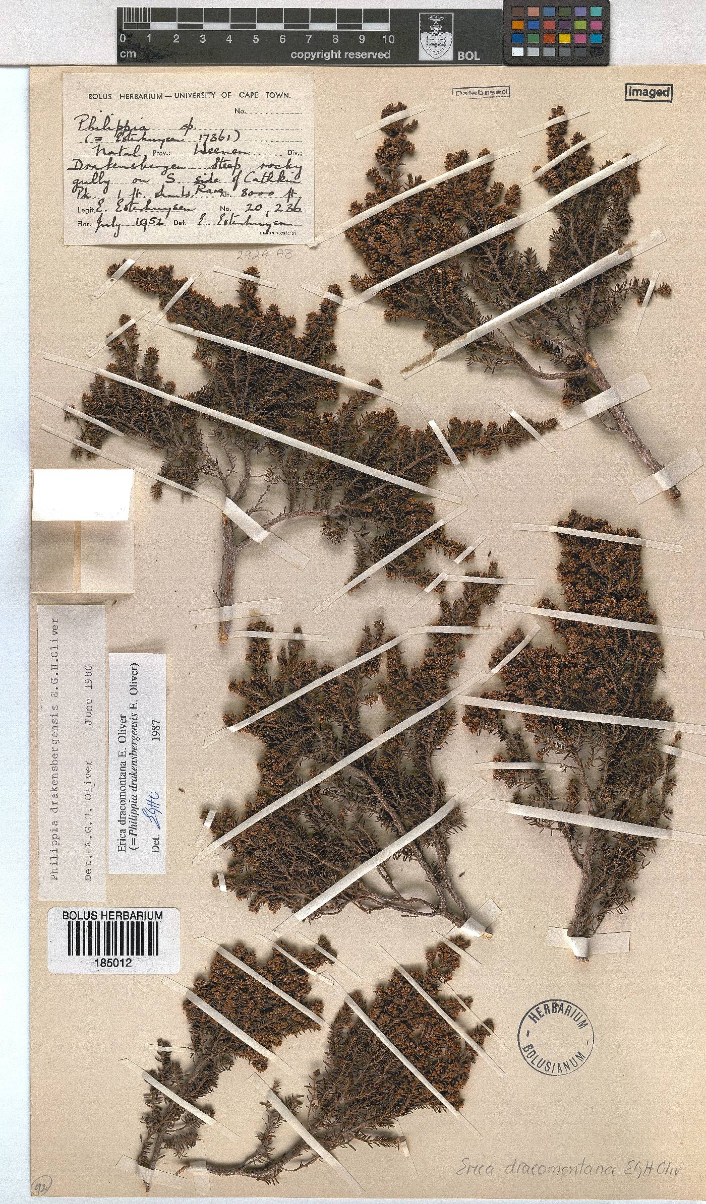 Erica dracomontana image