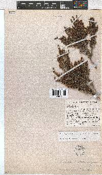 Erica dracomontana image