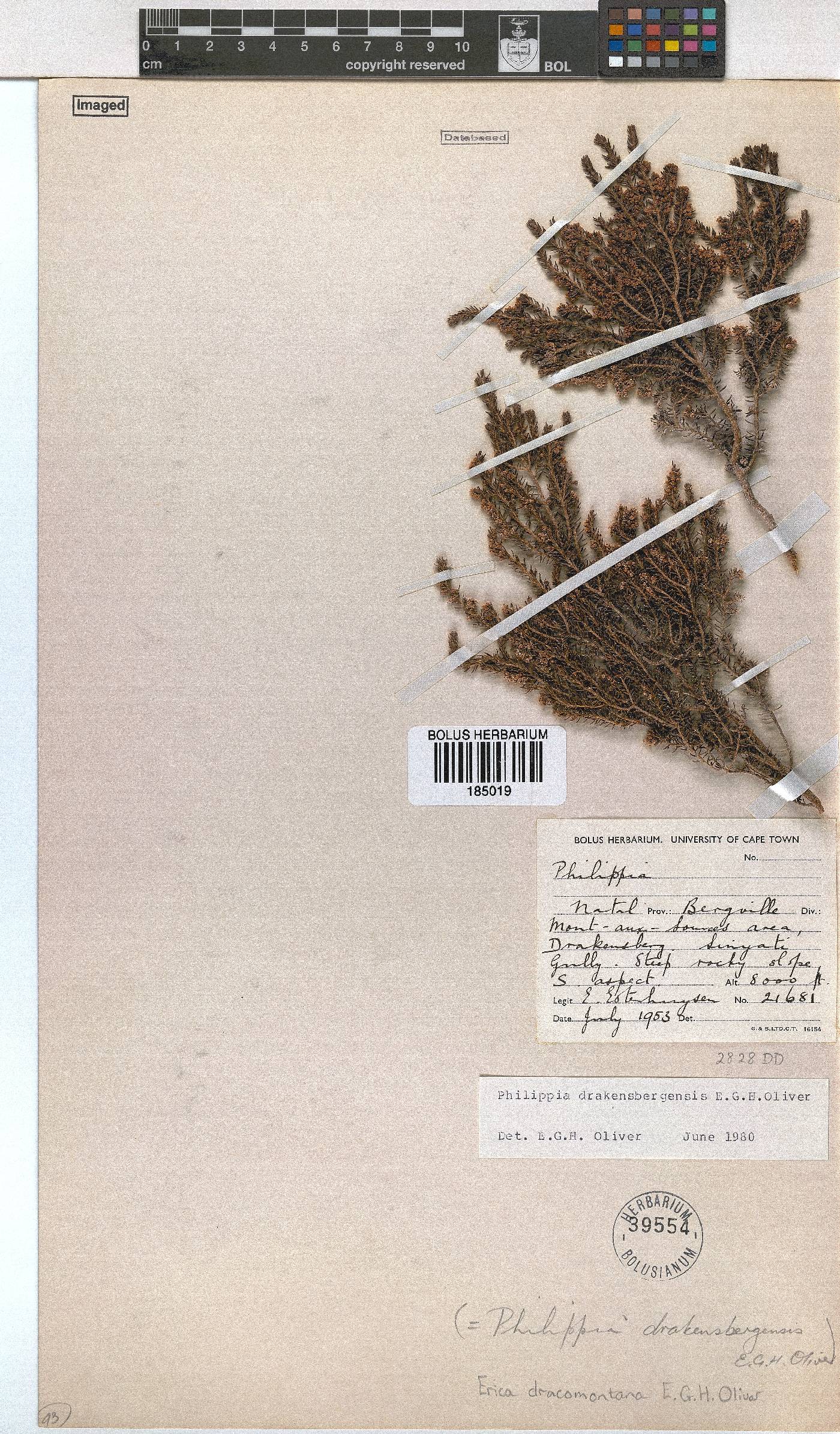 Erica dracomontana image