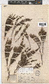 Erica dracomontana image