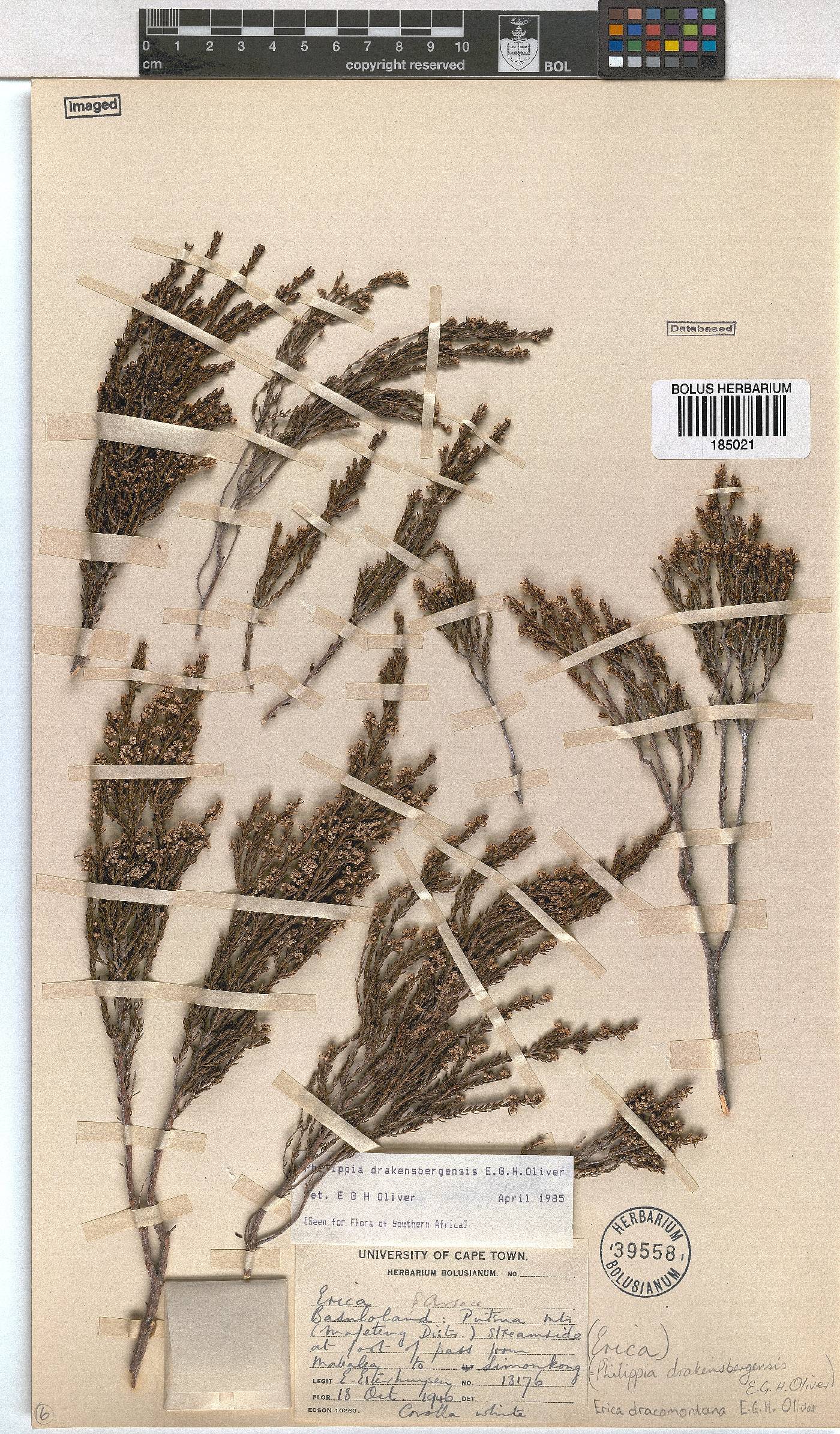 Erica dracomontana image