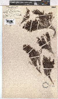 Erica esteriana image