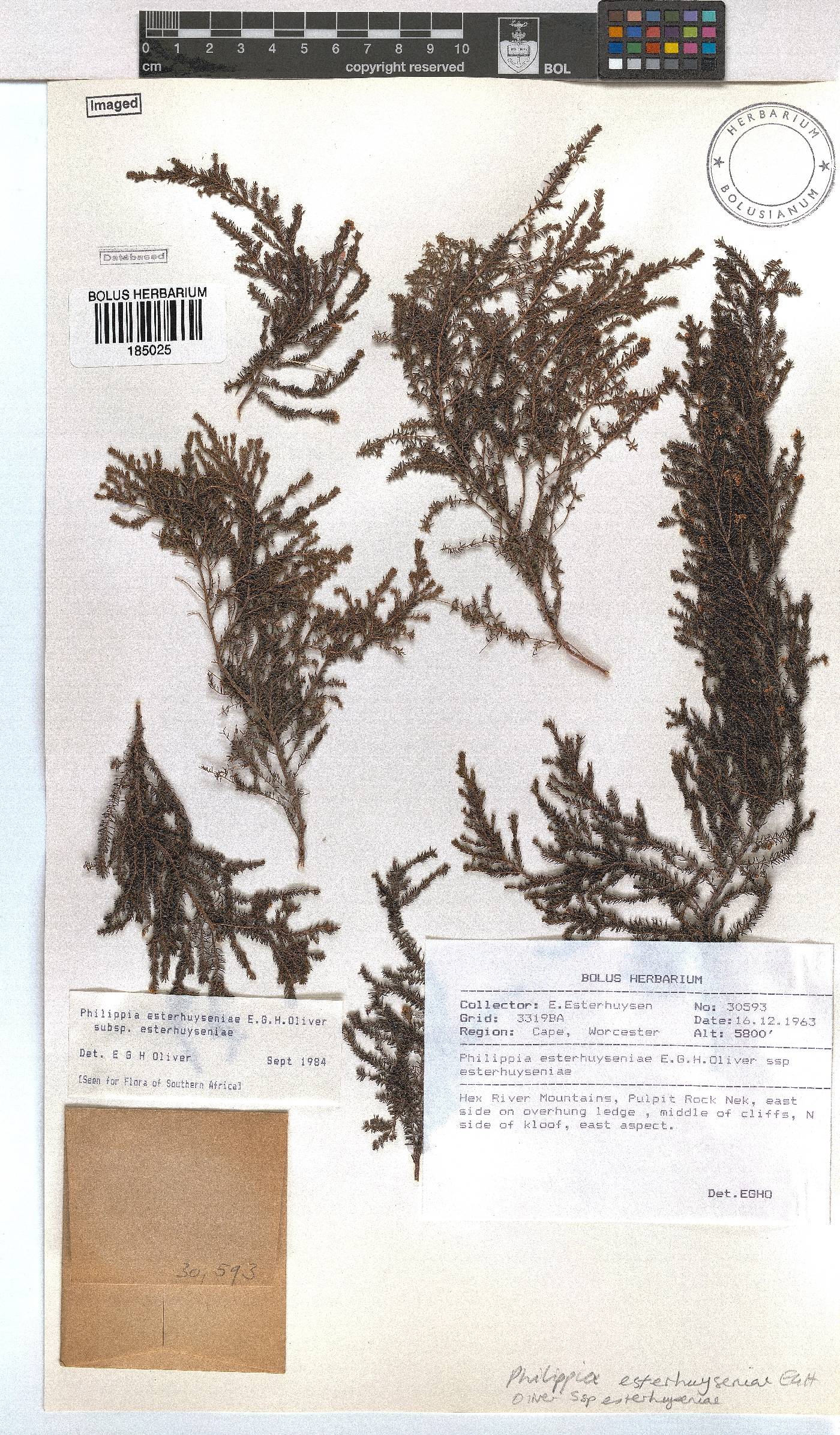 Erica esteriana subsp. esteriana image