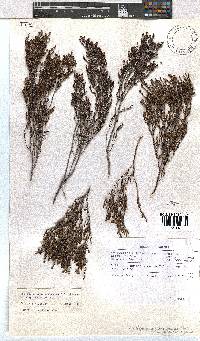 Erica esteriana image