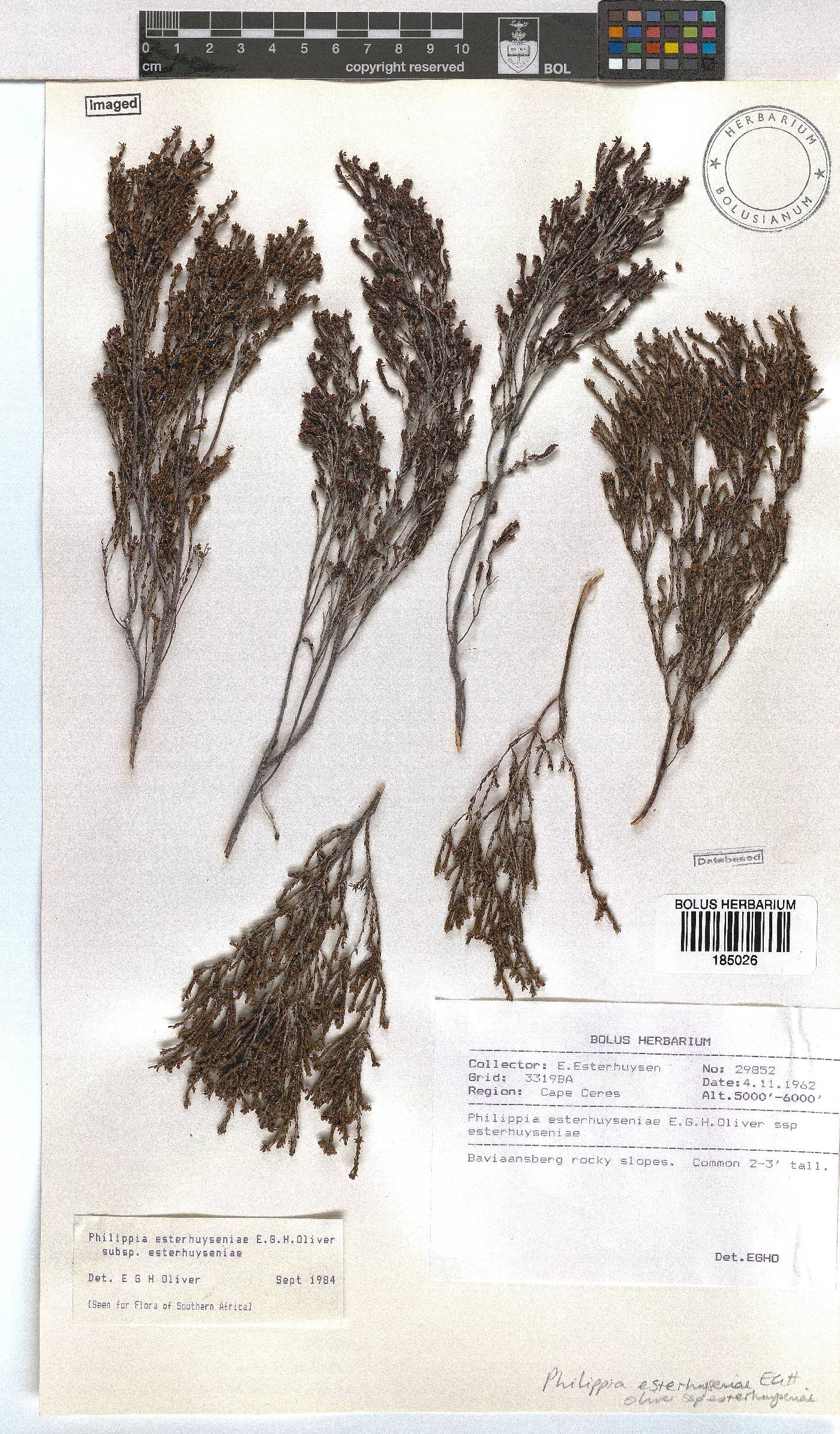 Erica esteriana subsp. esteriana image