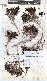 Erica esteriana image