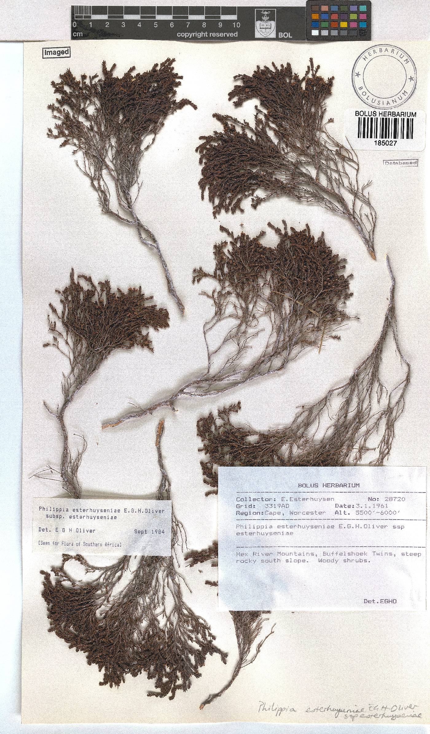 Erica esteriana subsp. esteriana image