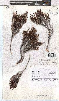 Erica esteriana image