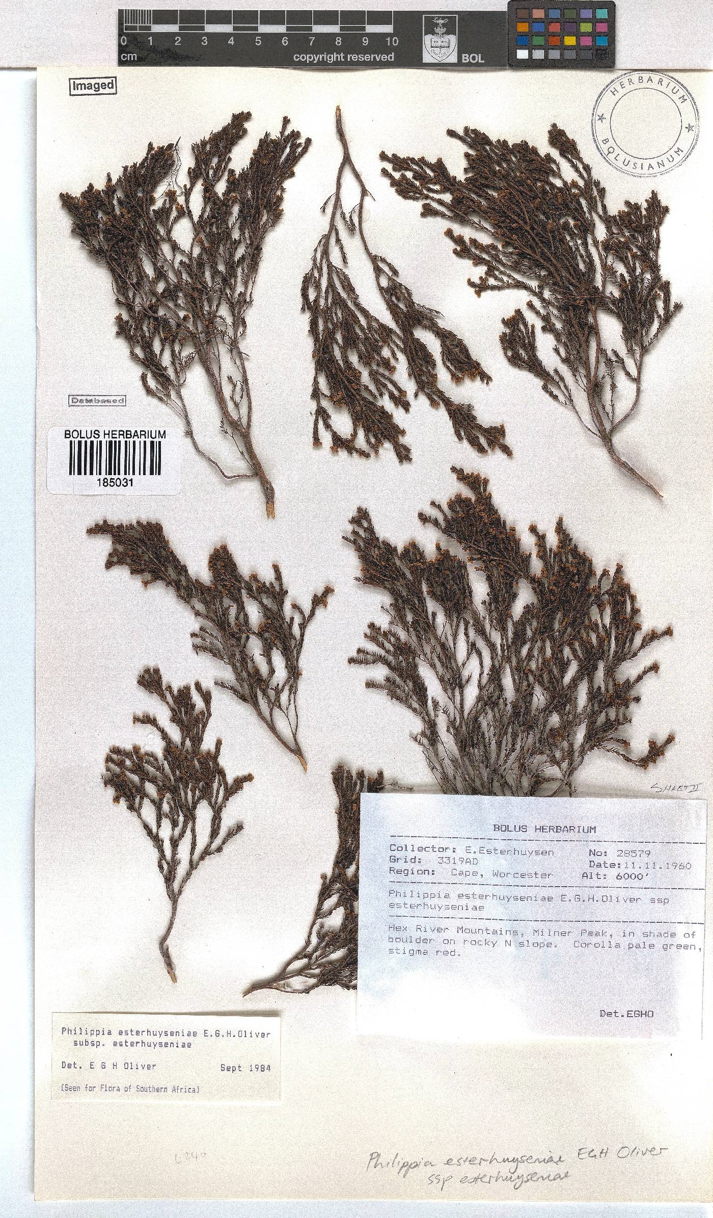 Erica esteriana subsp. esteriana image