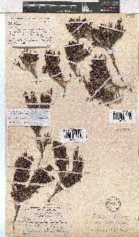 Erica esteriana image