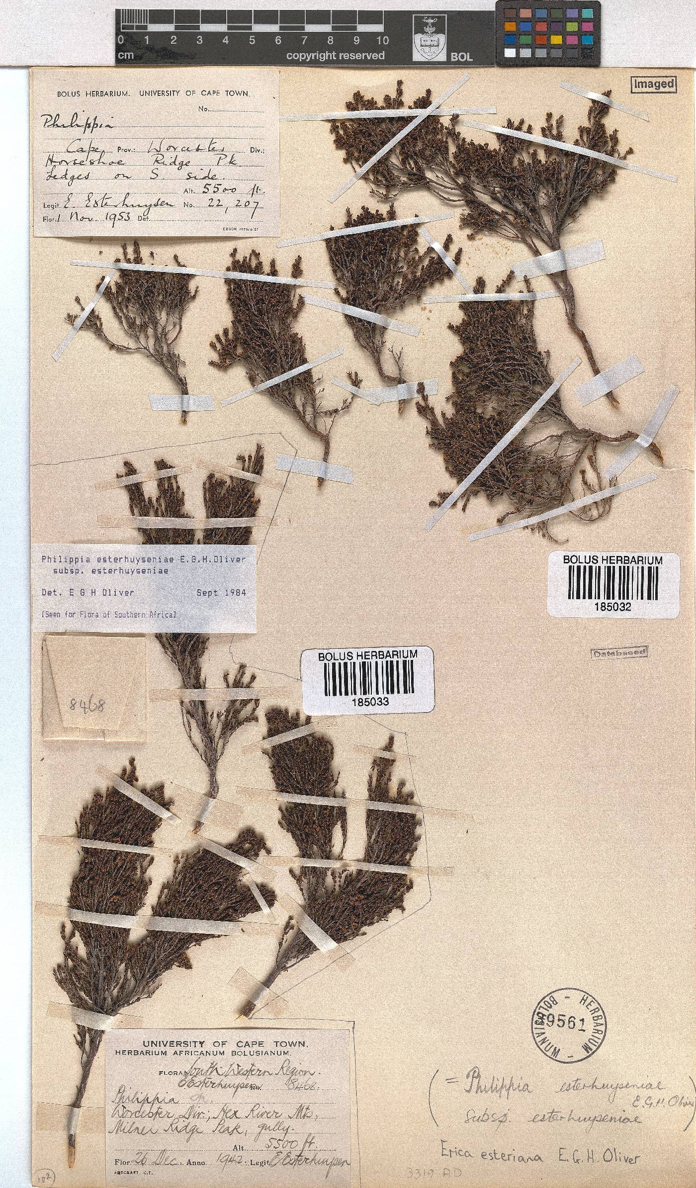 Erica esteriana subsp. esteriana image