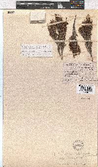 Erica esteriana image