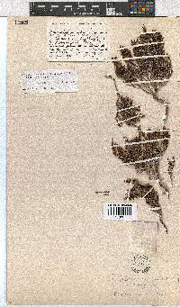 Erica esteriana image