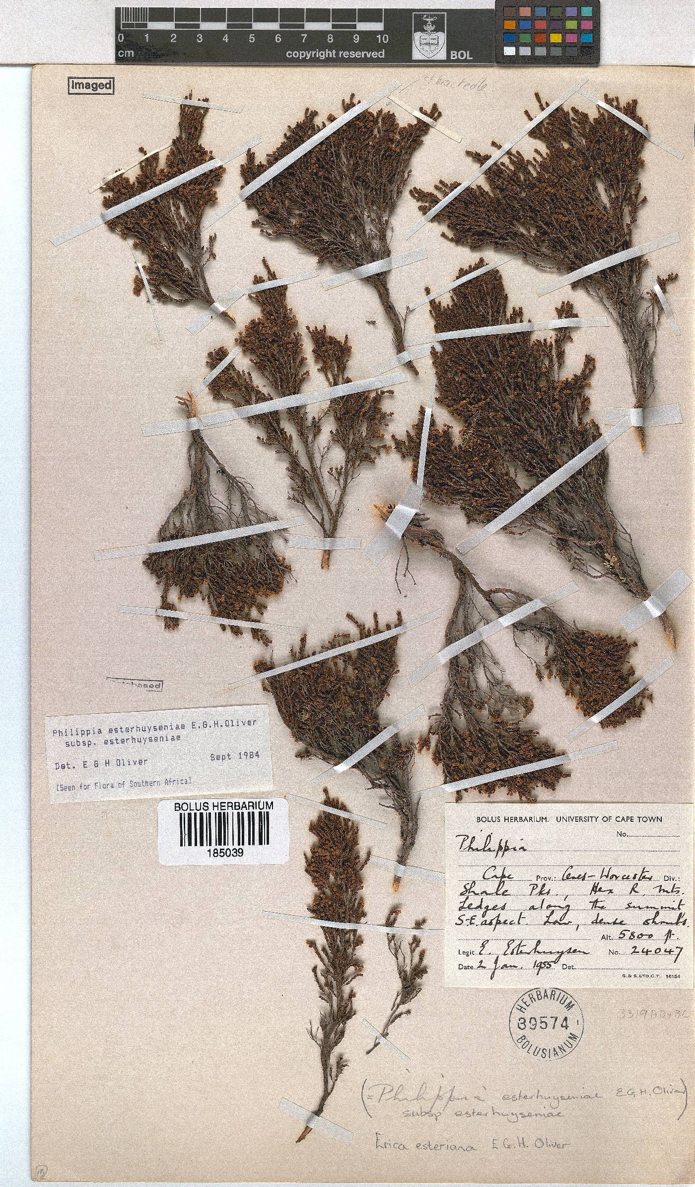 Erica esteriana subsp. esteriana image