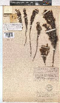 Erica esteriana subsp. swartbergensis image