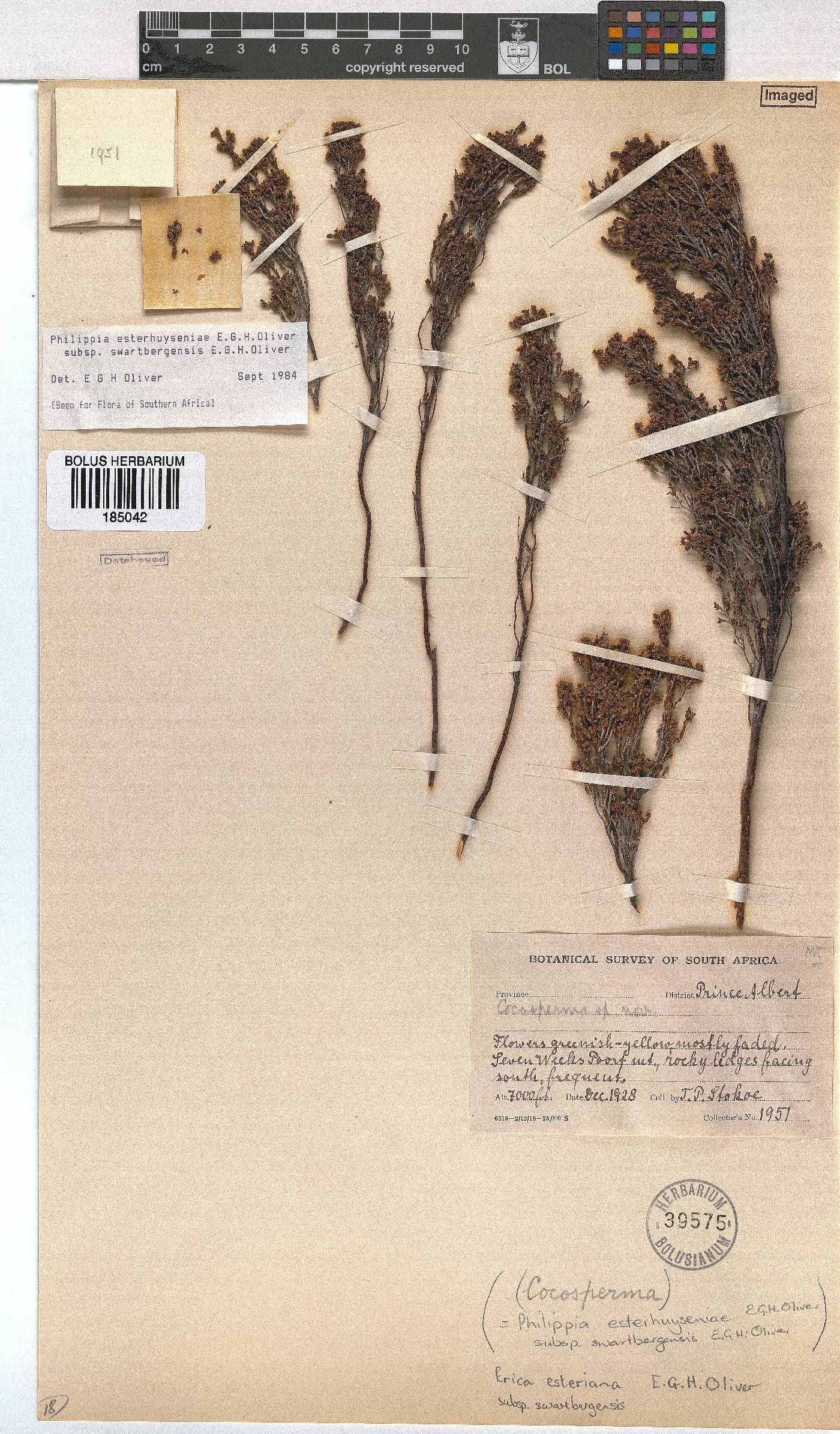 Erica esteriana image