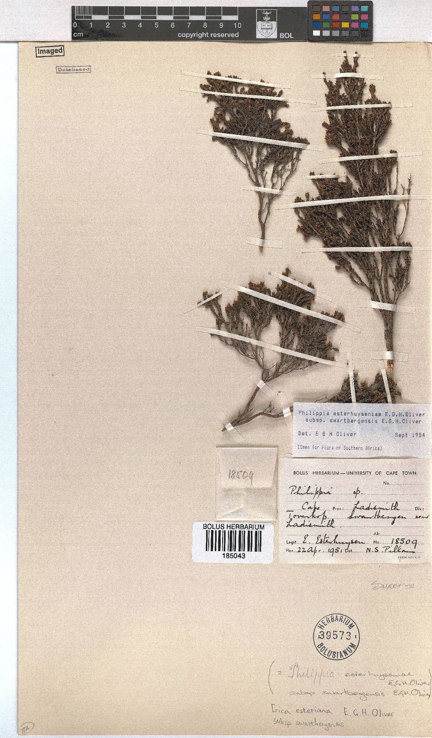 Erica esteriana subsp. swartbergensis image