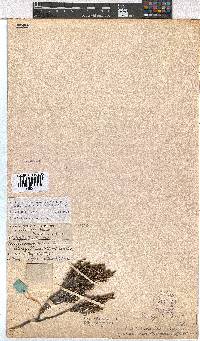 Erica esteriana image