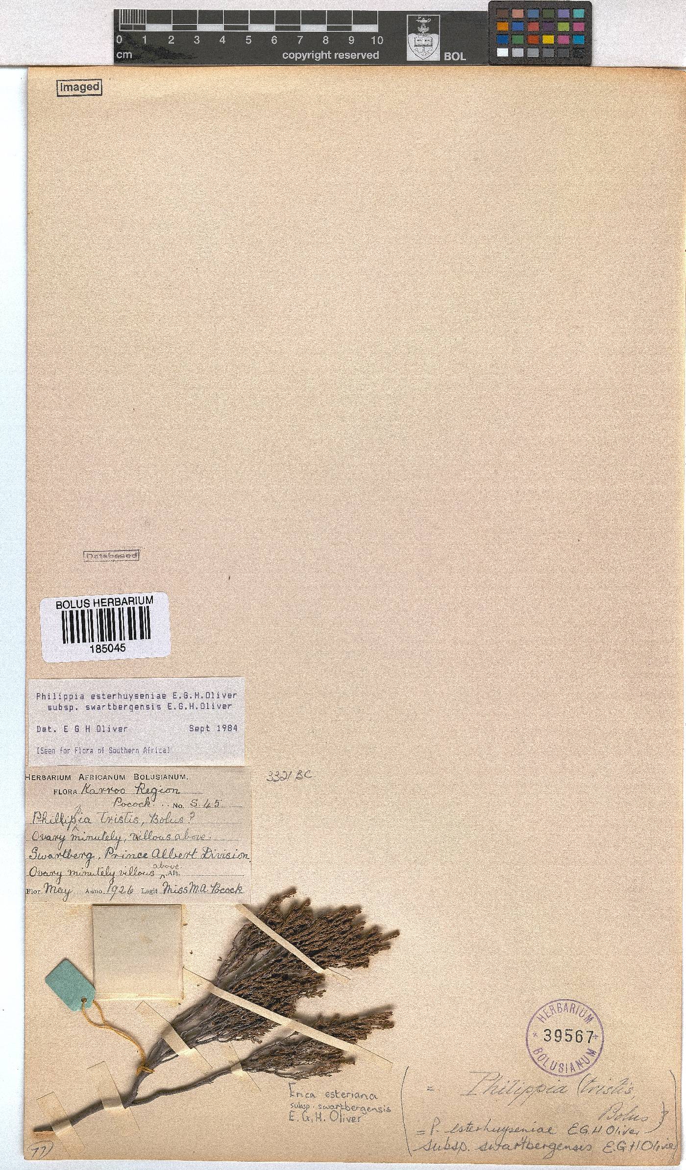 Erica esteriana subsp. swartbergensis image