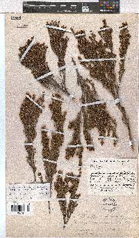 Erica esteriana subsp. swartbergensis image