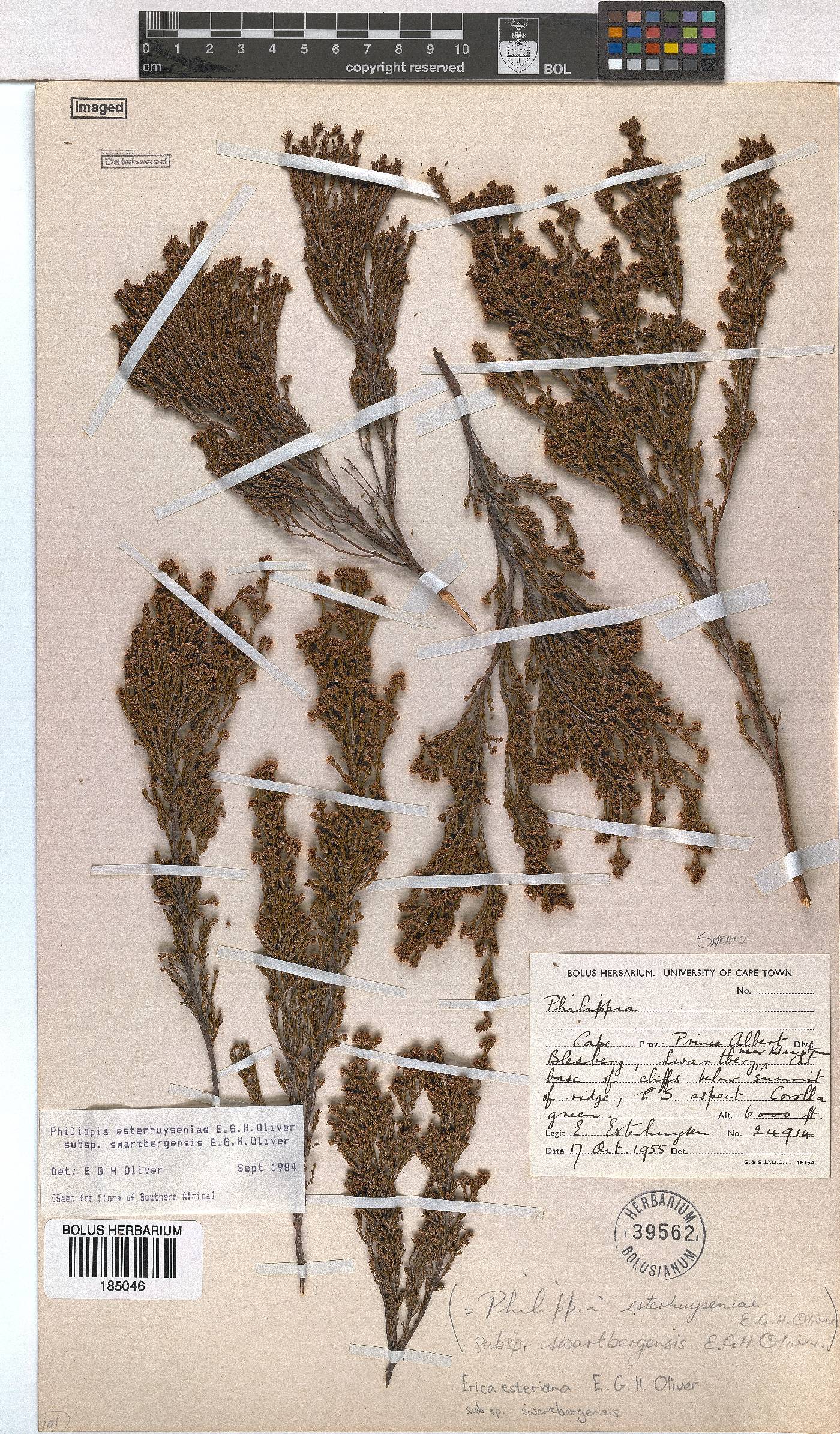 Erica esteriana subsp. swartbergensis image