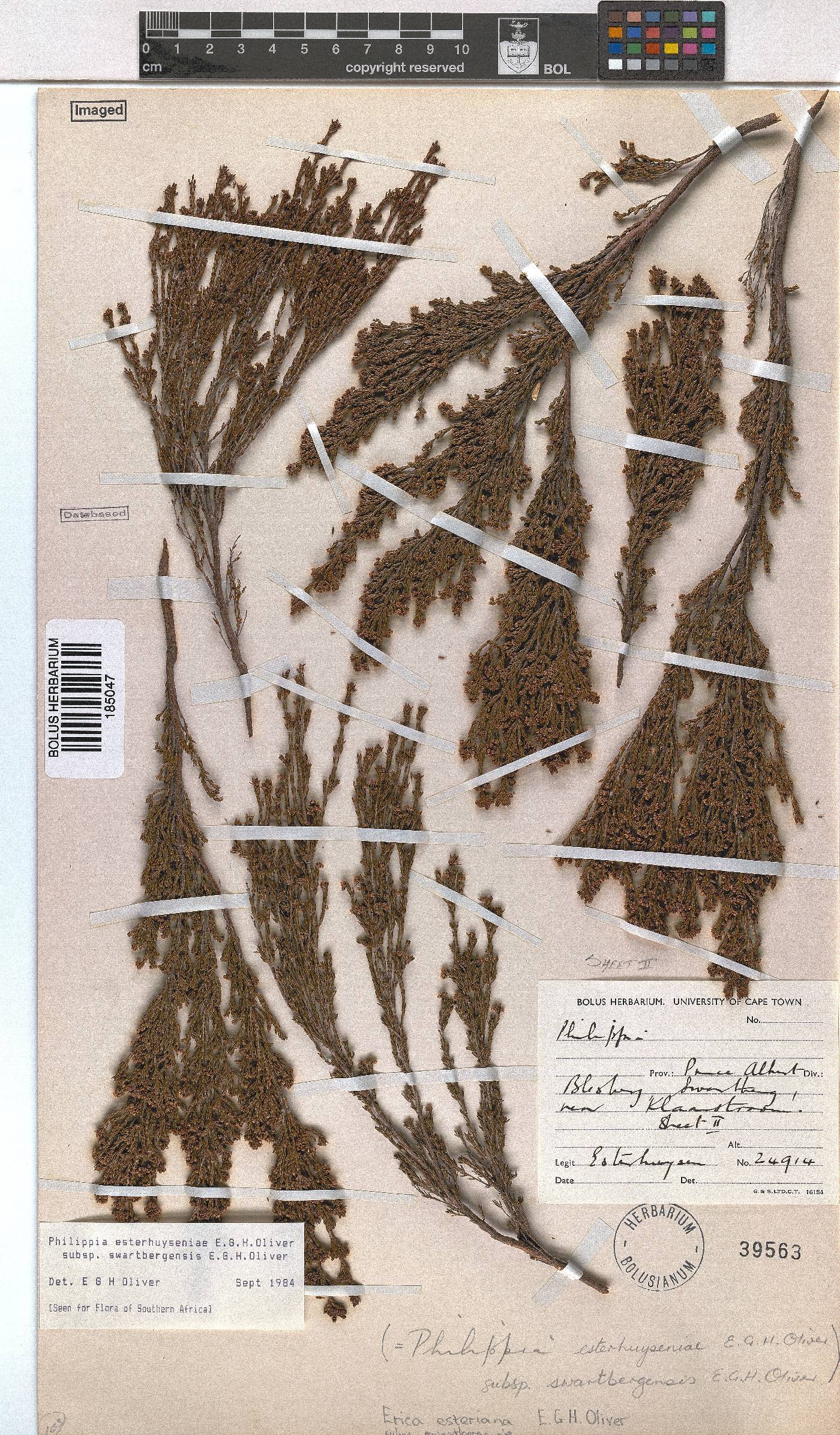 Erica esteriana subsp. swartbergensis image