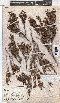 Erica esteriana subsp. swartbergensis image