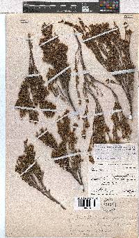 Erica esteriana subsp. swartbergensis image