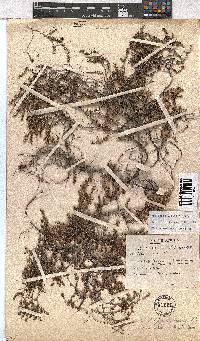 Image of Erica exleeana