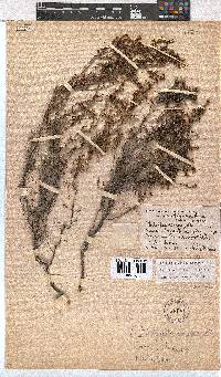 Erica exleeana image