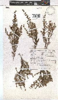 Erica exleeana image