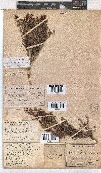 Erica exleeana image