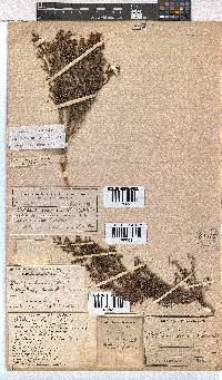 Erica exleeana image