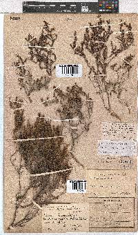 Erica exleeana image