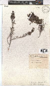 Erica exleeana image