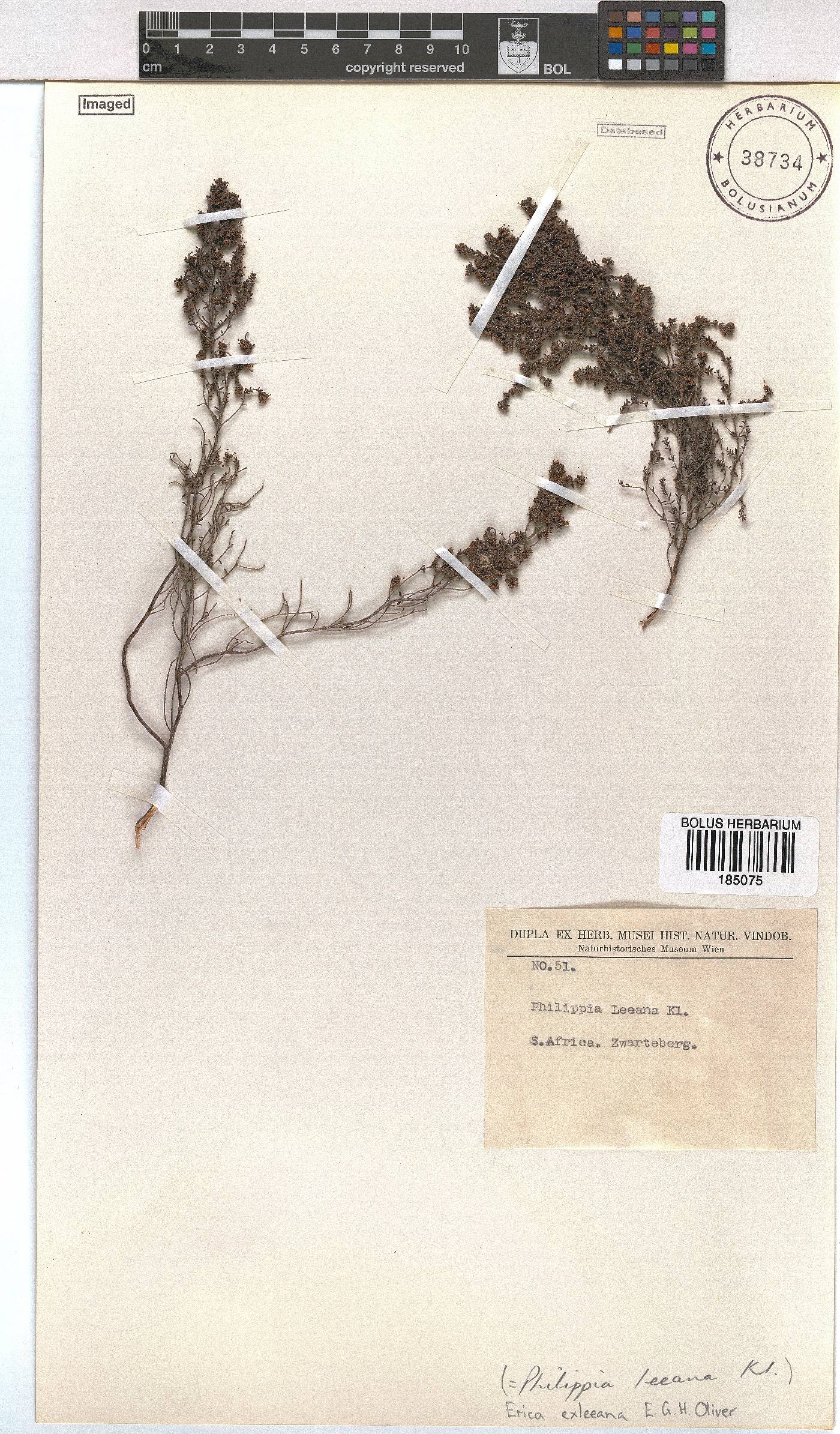 Erica exleeana image