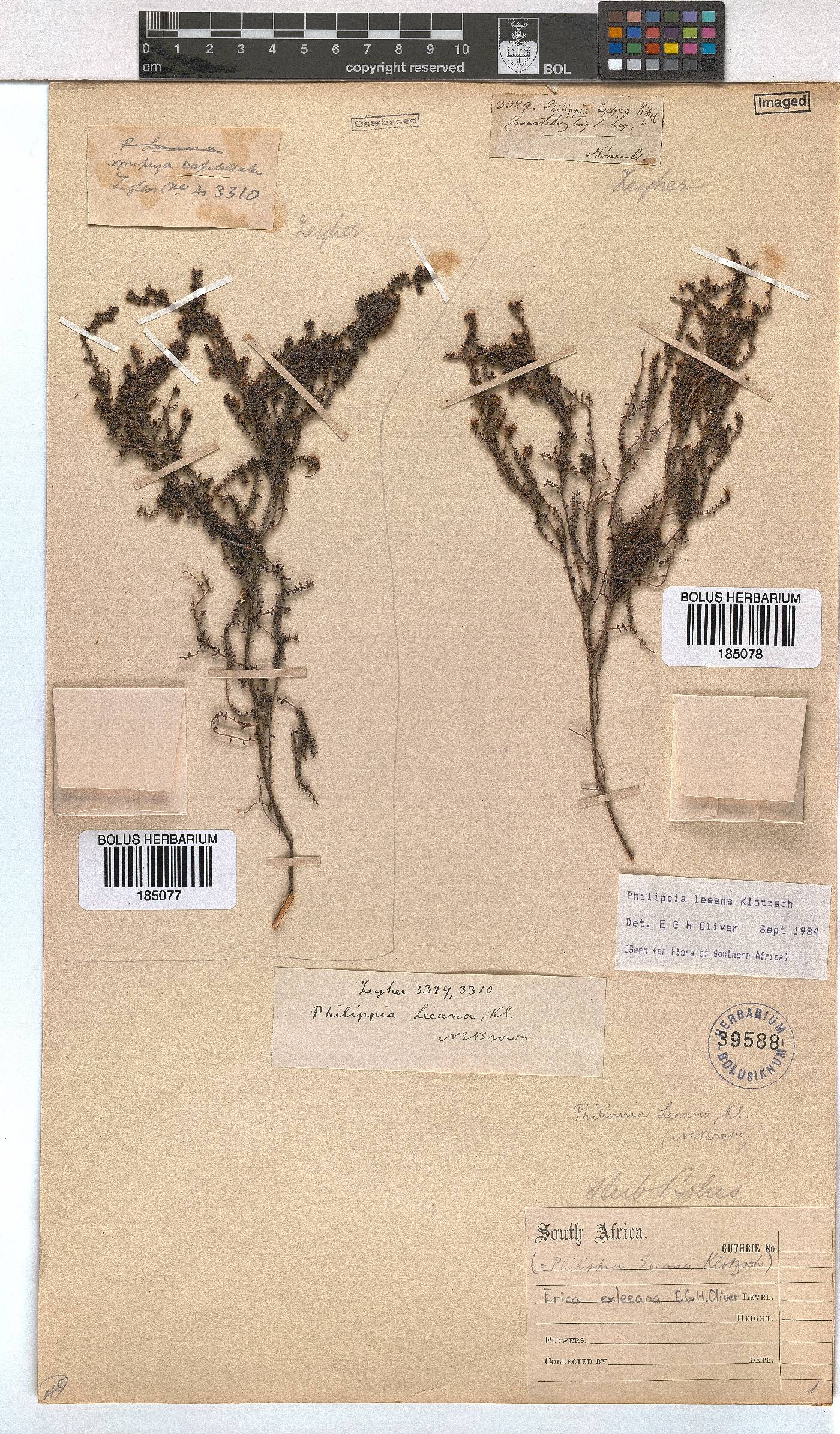 Erica exleeana image