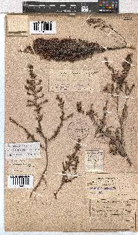 Erica exleeana image