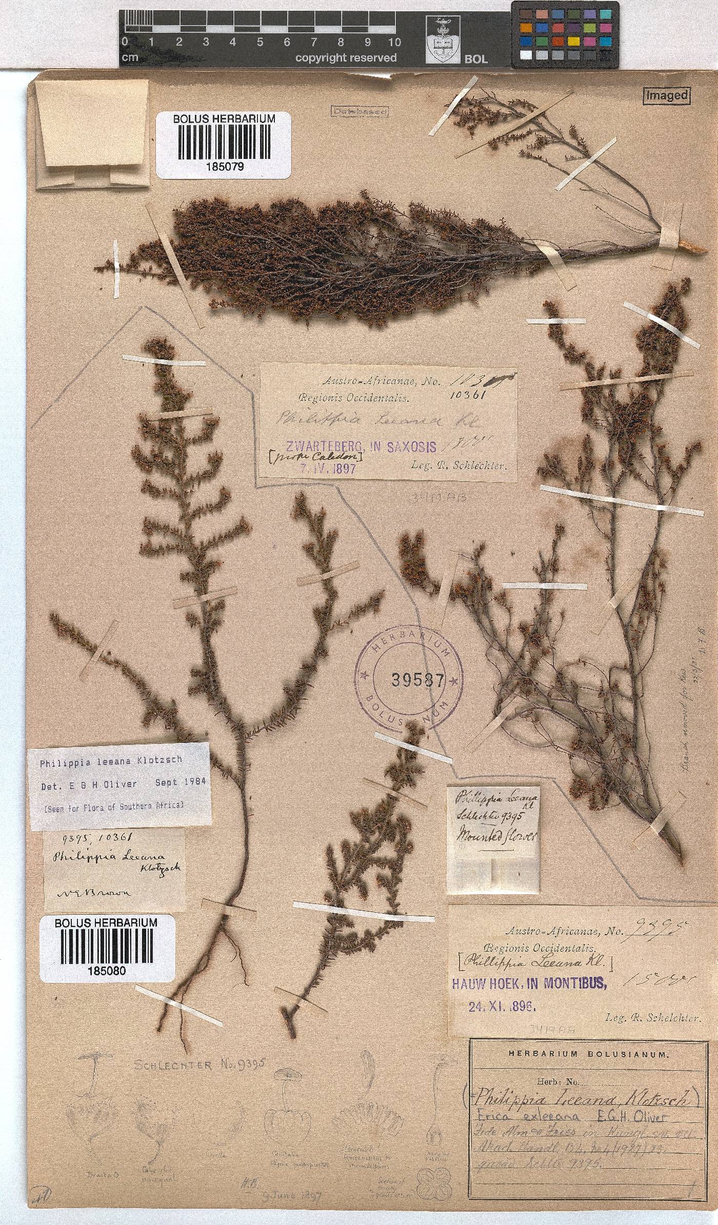 Erica exleeana image