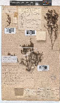 Erica exleeana image