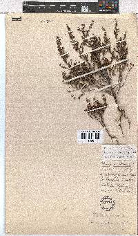 Erica exleeana image