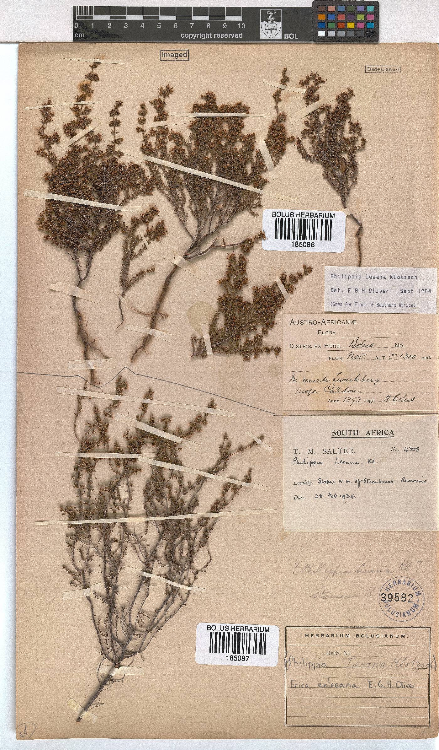 Erica exleeana image