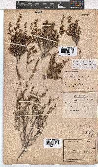 Erica exleeana image