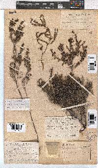 Erica exleeana image