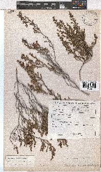 Erica exleeana image