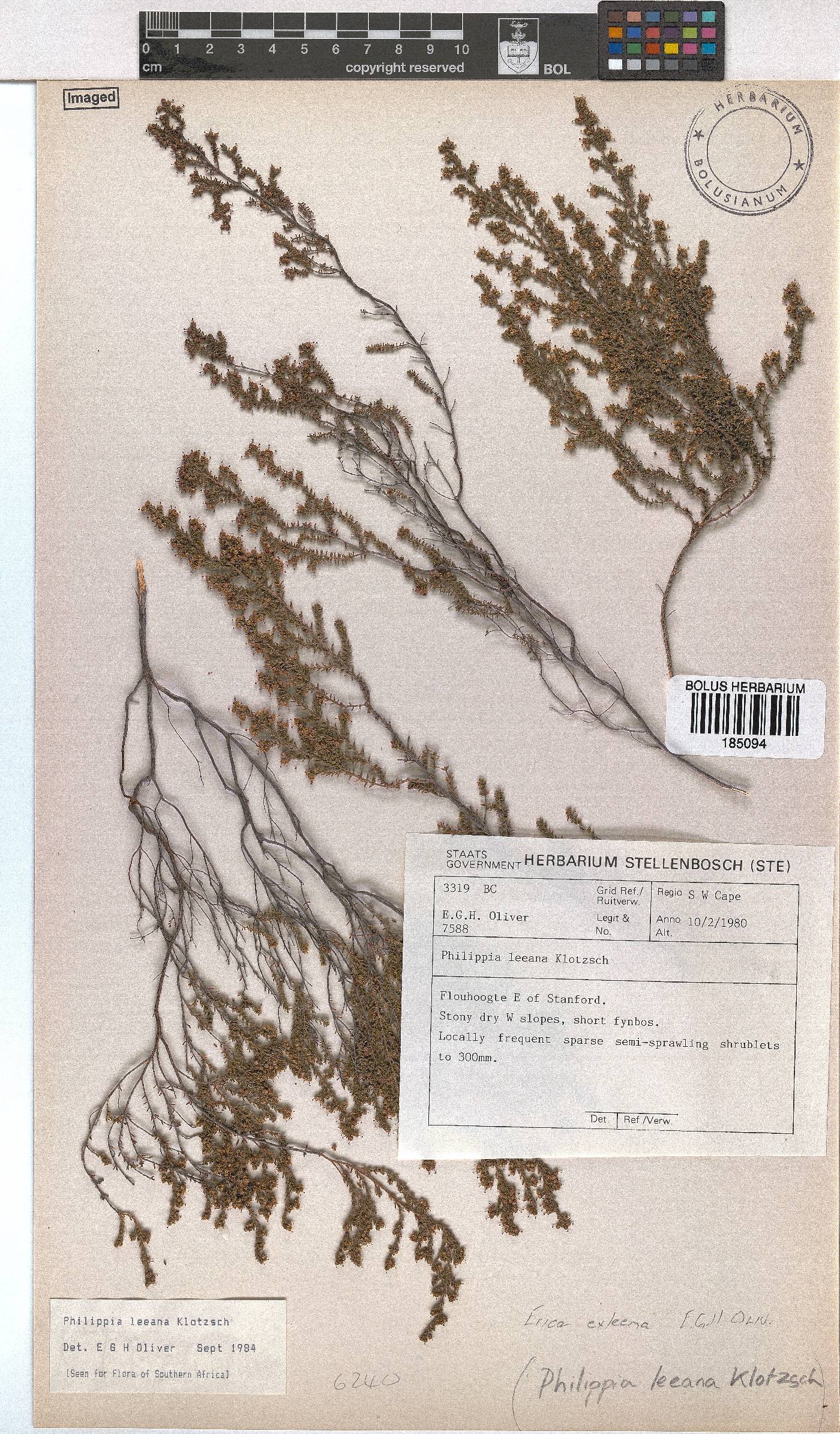 Erica exleeana image