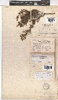 Erica notholeeana image