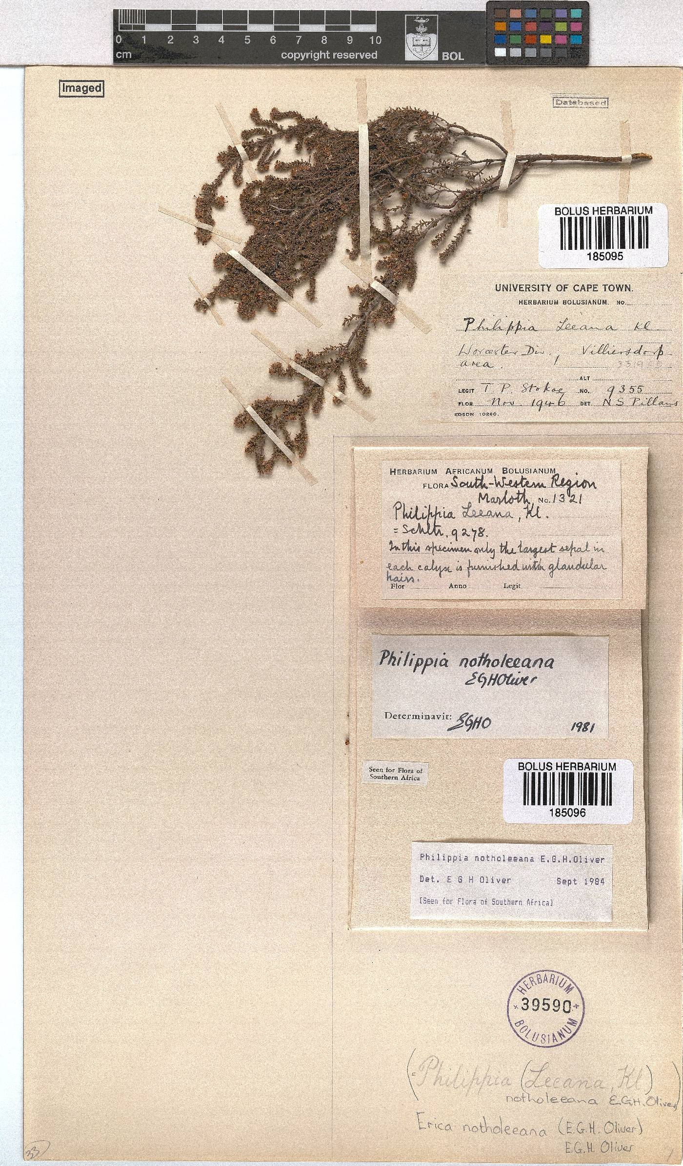 Erica notholeeana image